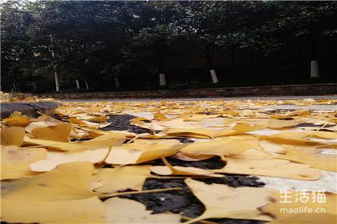 http://upload.maolife.cn/upload/201908/65eb0f50-8df8-4cd2-9197-2a7318bab9b0.jpg